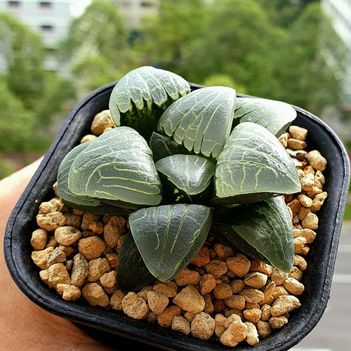 Haworthia Correcta 'Pink Sweet Heart' | Little Plant Box