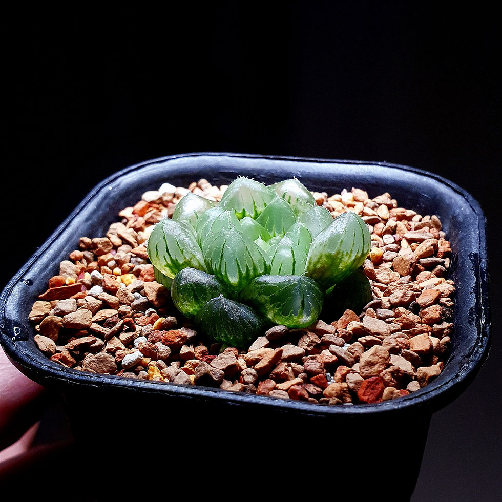 Thumbnail: Haworthia cooperi var 'Jade Grape'  玉葡萄