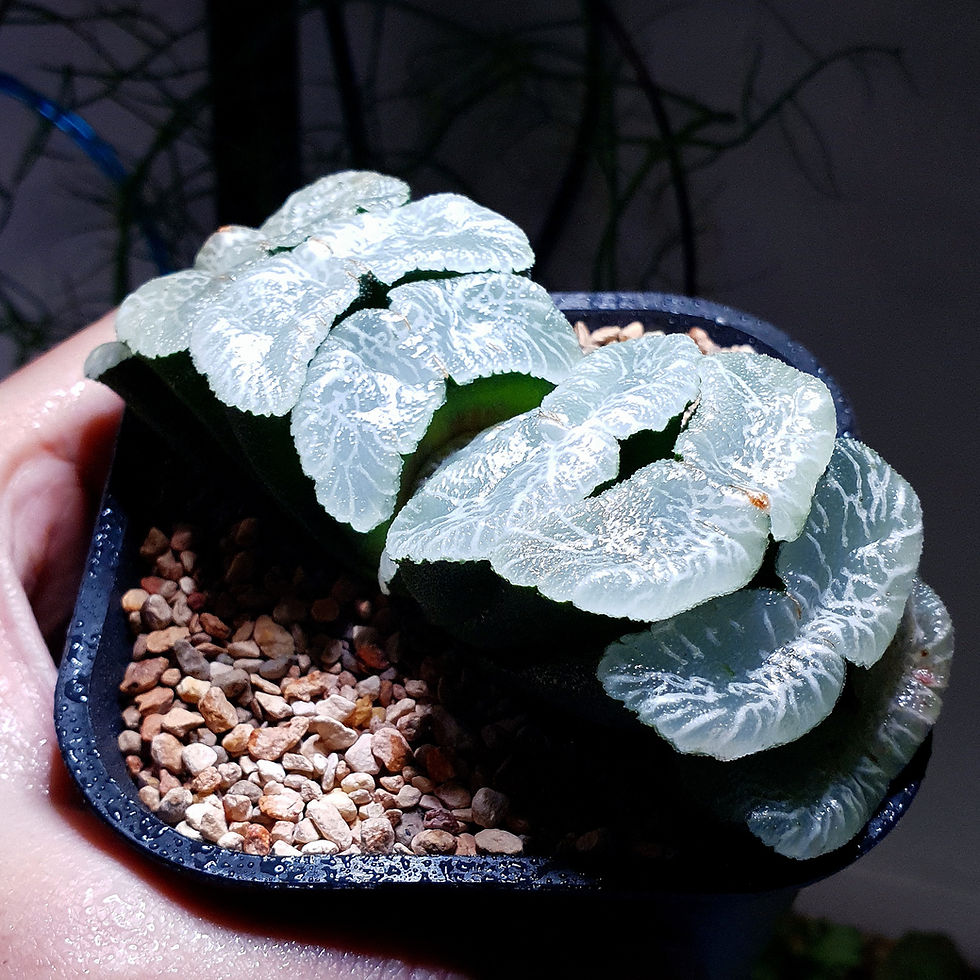Thumbnail: Haworthia Truncata 'Niagara Falls'