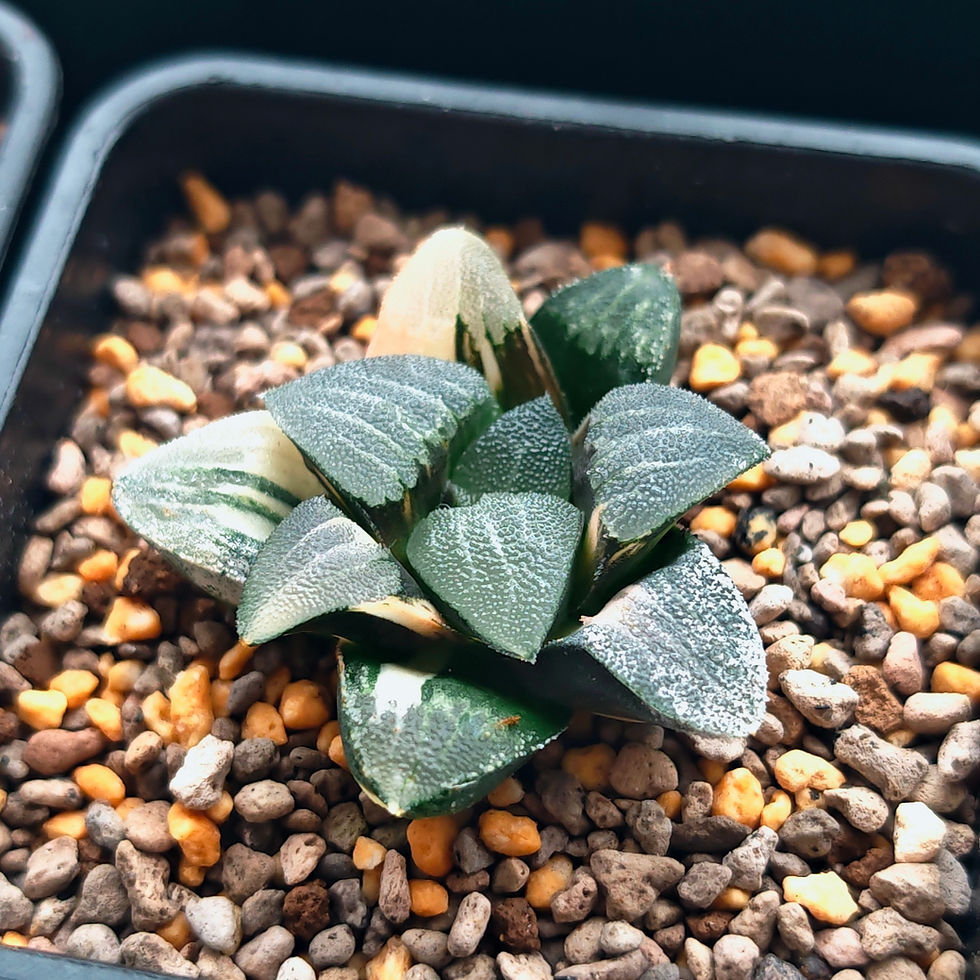 Thumbnail: Haworthia Correcta Hybrid 'Spring' Variegated (small size)