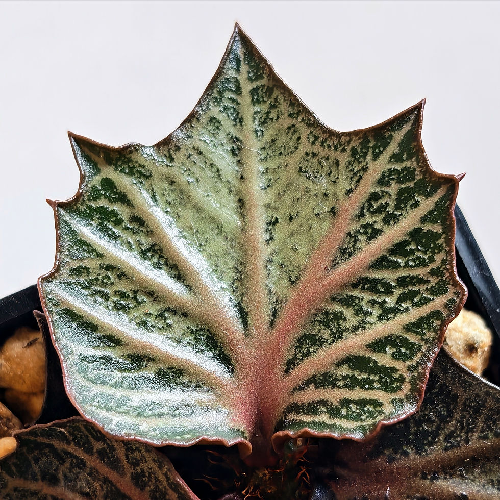 Thumbnail: Inhouse Seedgrown Euphorbia Francoisii Hybrid Maple Pinkish Veiny