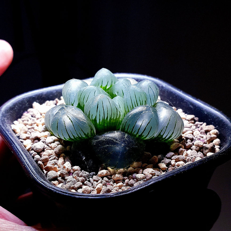 Thumbnail: Haworthia Cooperi 'Ice Jade'