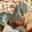 Thumbnail: Haworthia Badia 'Shuten Douji' Variegated