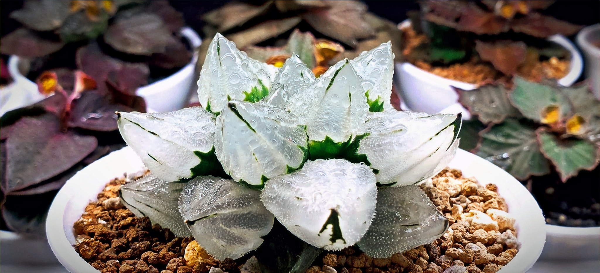 ハオルチオプシス　ウーレイ　GM079 Sandpoort W of Spri… 原種 | mocono_plants