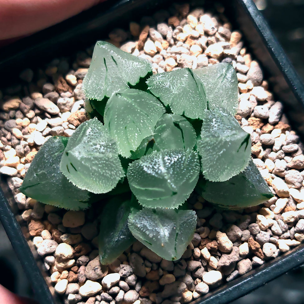 Thumbnail: Haworthia Pygmaea Ice Phoenix