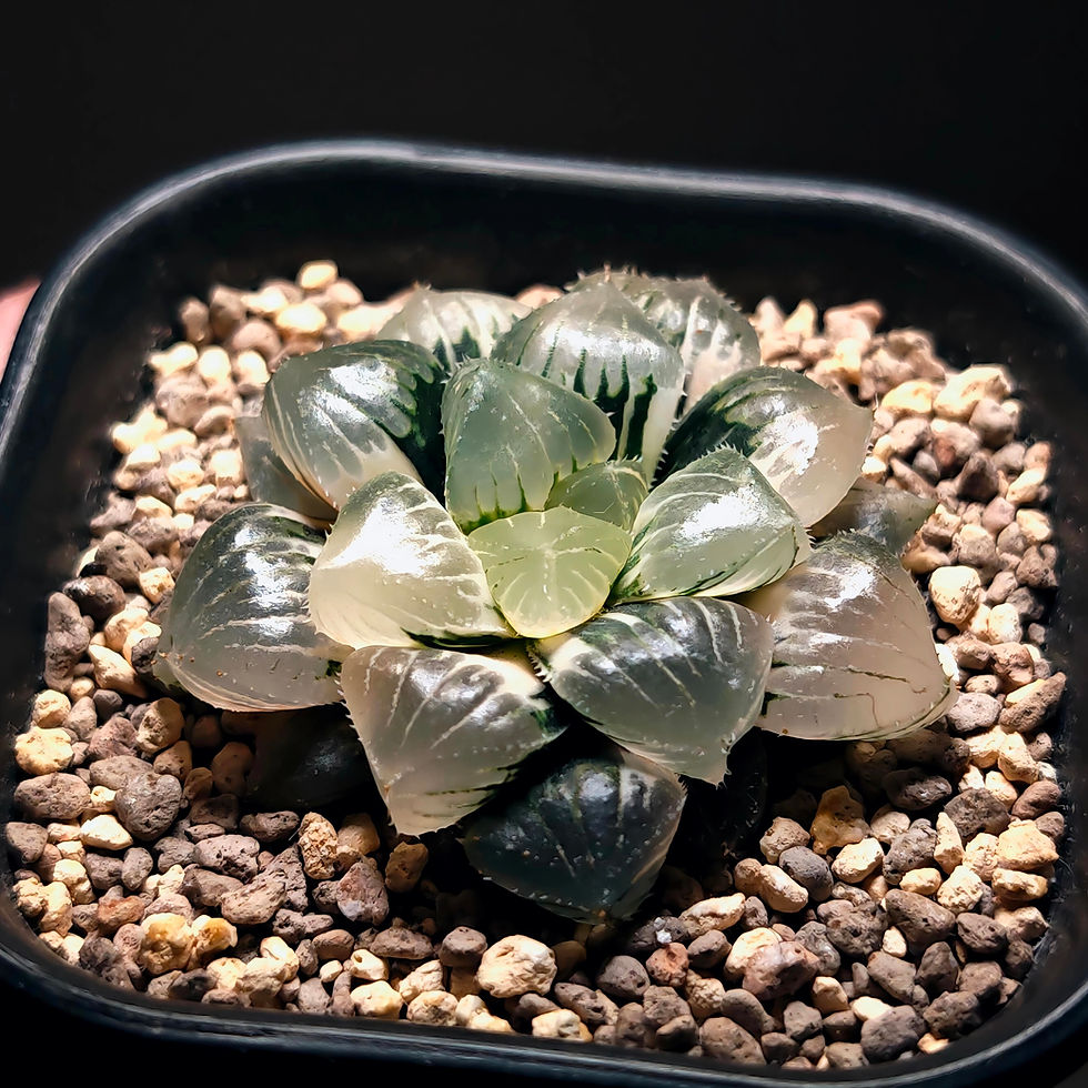 Thumbnail: Haworthia cooperi mochi variegated