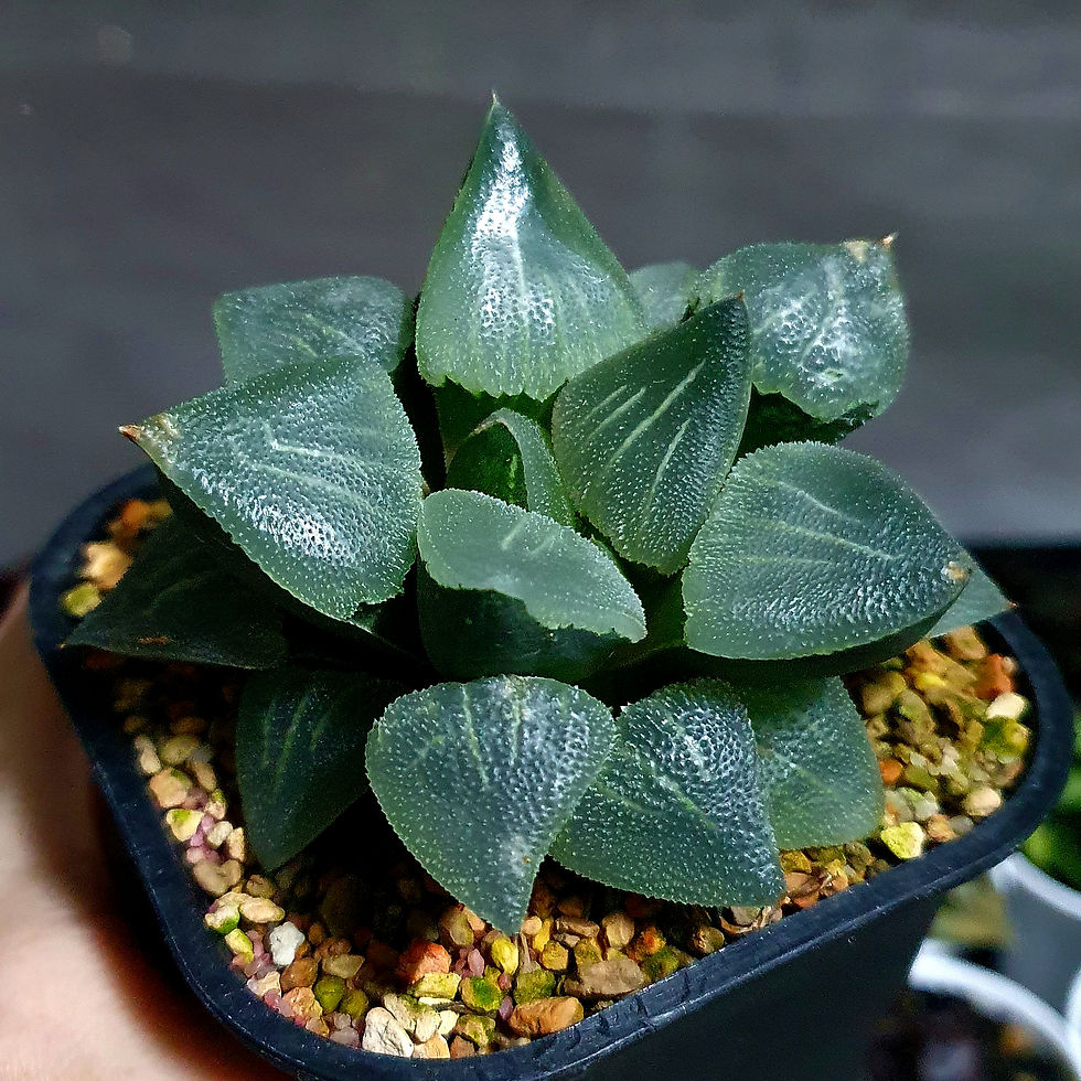 Thumbnail: Haworthia pygmaea 'super emerald shell'