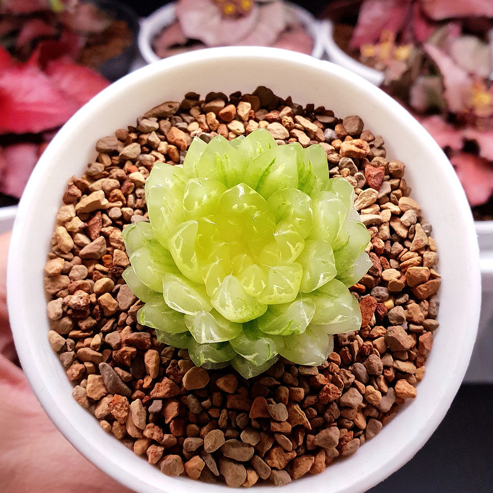 Thumbnail: Haworthia picturata led mutant 'Amber' Variegated