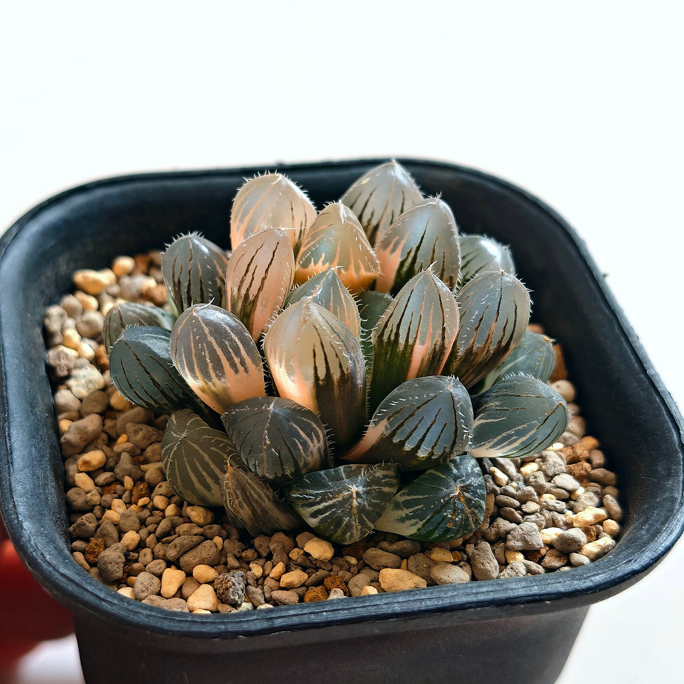 Thumbnail: Haworthia Obtusa Kyodai Akasen Lens Variegated