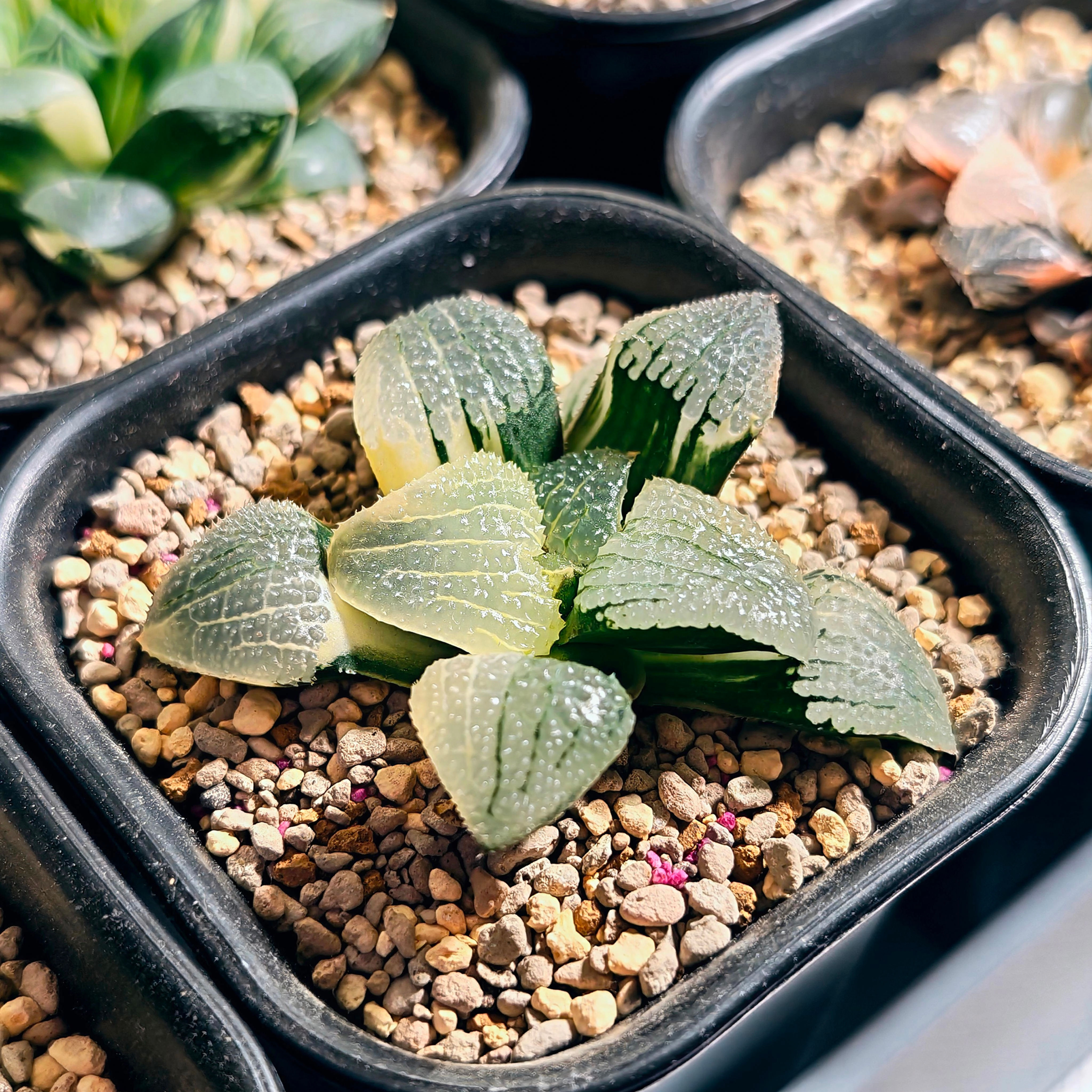 Haworthia Correcta 'Mirror of the Sky' Variegated