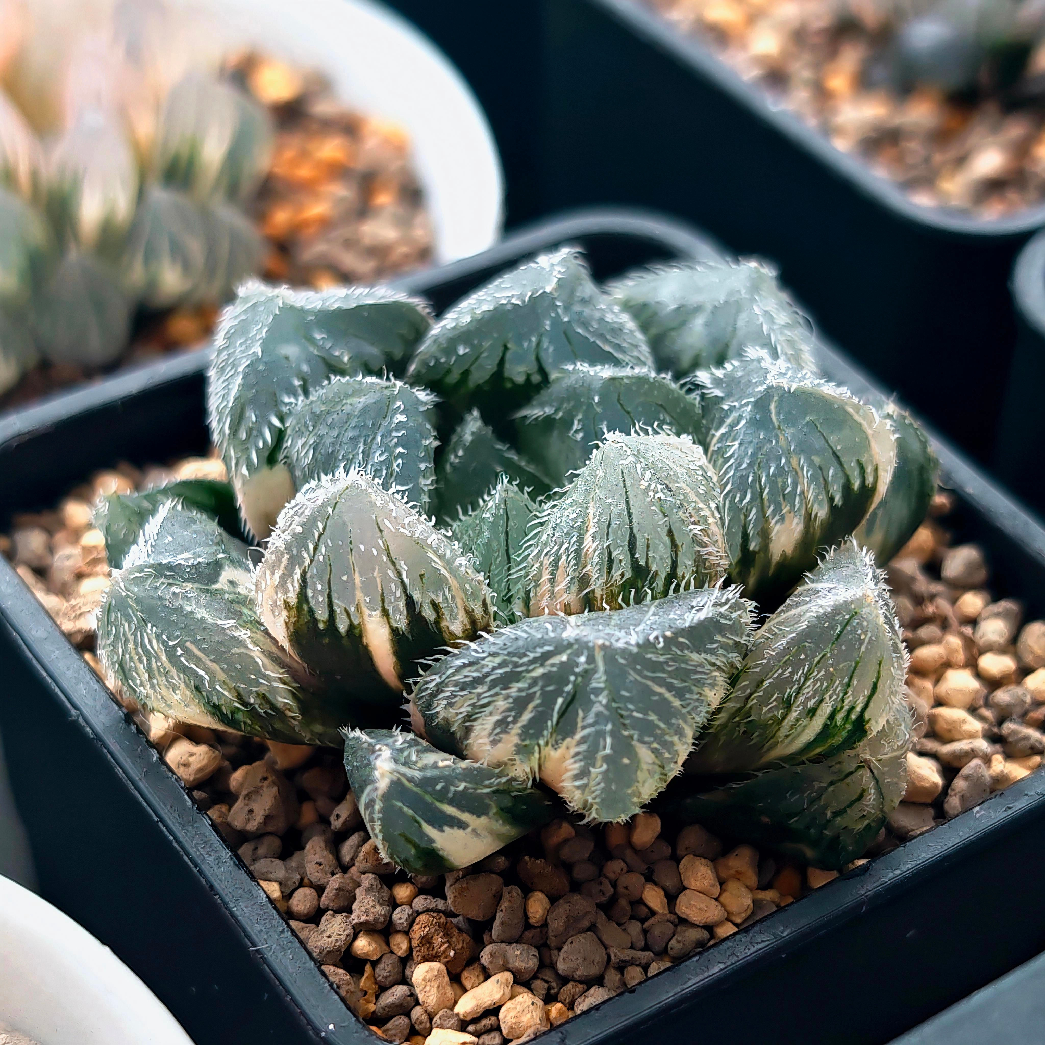 Haworthia Cooperi Venusta Hybrid Variegated, broad windows
