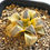 Thumbnail: Haworthia Atrofusca Reverse Variegated