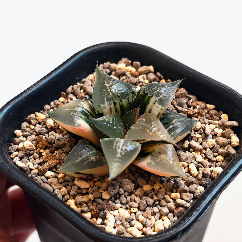 Thumbnail: Haworthia Badia 'Shuten Douji' Variegated