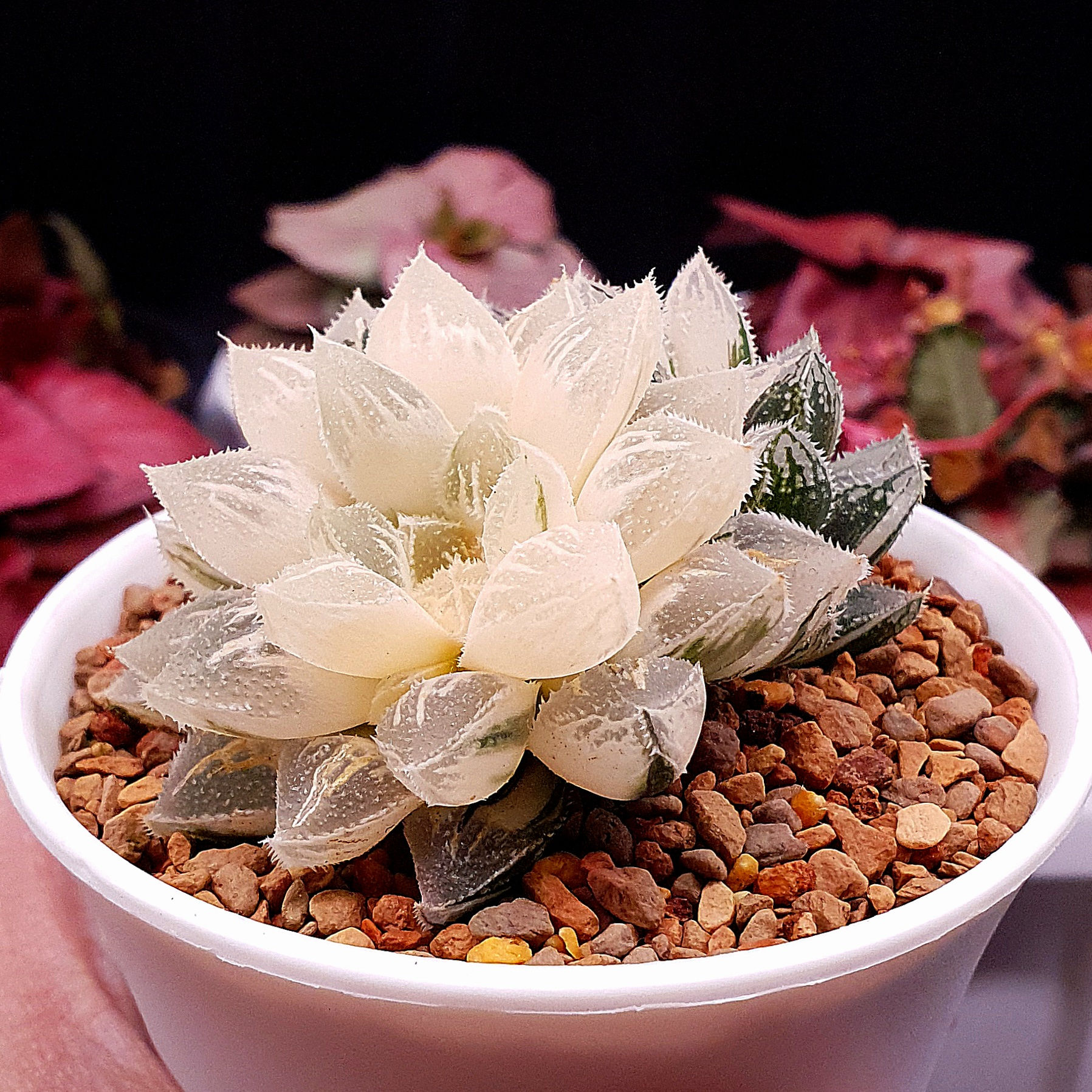 Haworthia Pygmaea Ice Sugar Reveresed Variegated