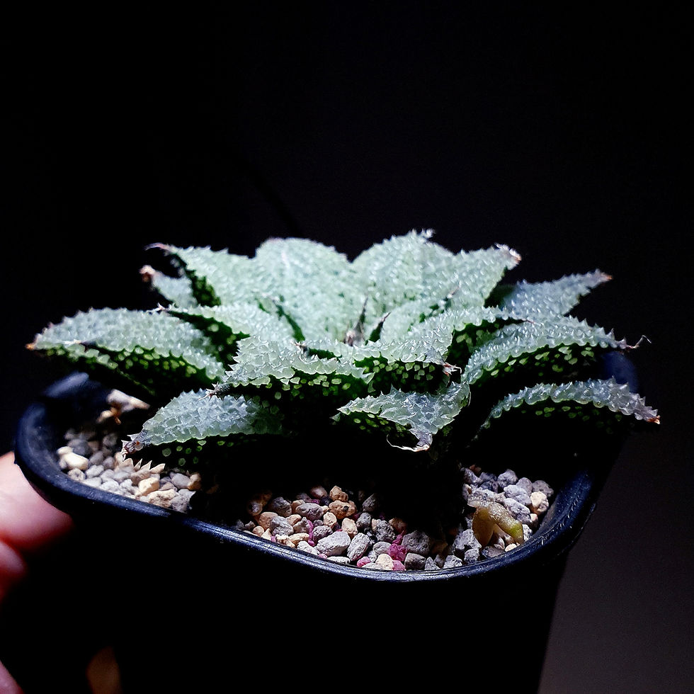 Thumbnail: Haworthia Maraisii