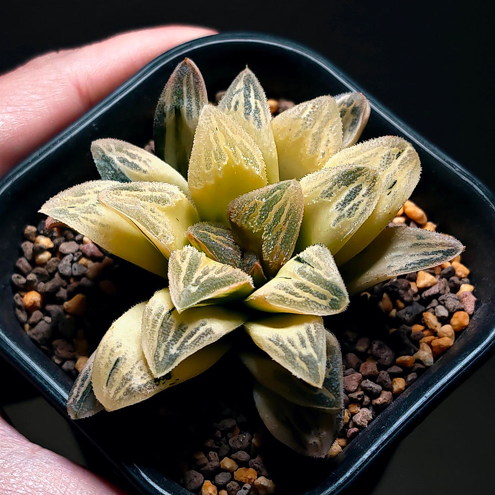 Thumbnail: Haworthia Pygmaea 'Tiger' Reversed Variegated