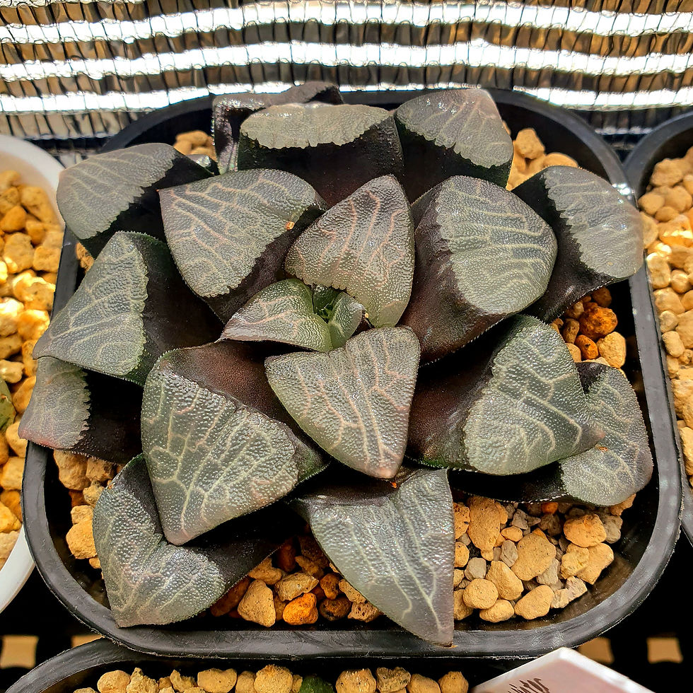 Haworthia Correcta 'Black Sky' Large size