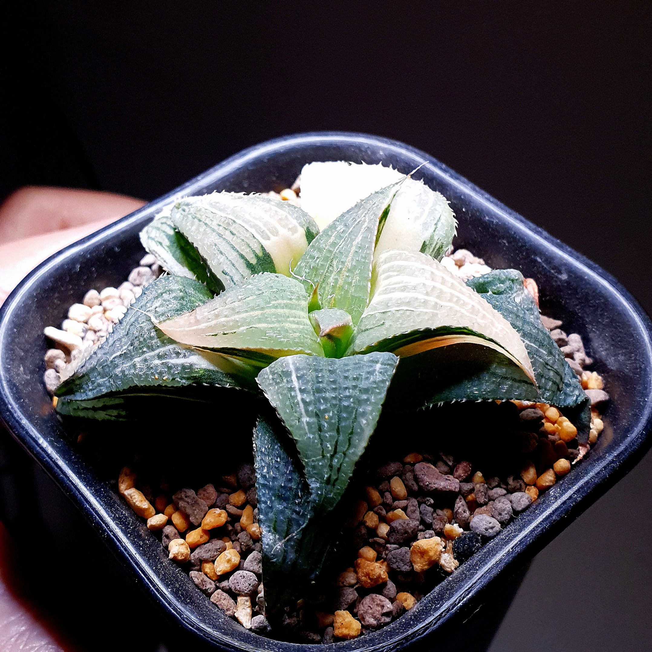 Haworthia Badia Hybrid Variegated
