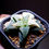 Thumbnail: Haworthia Badia Hybrid Variegated