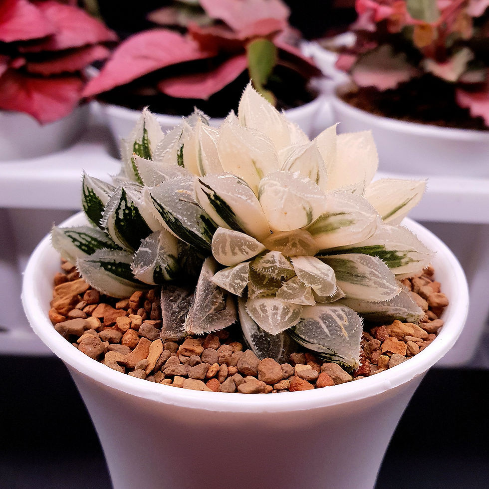 Thumbnail: Haworthia Pygmaea Ice Sugar Reveresed Variegated