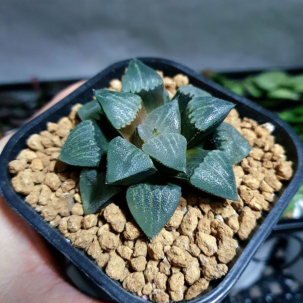 Thumbnail: Haworthia correcta seedgrown