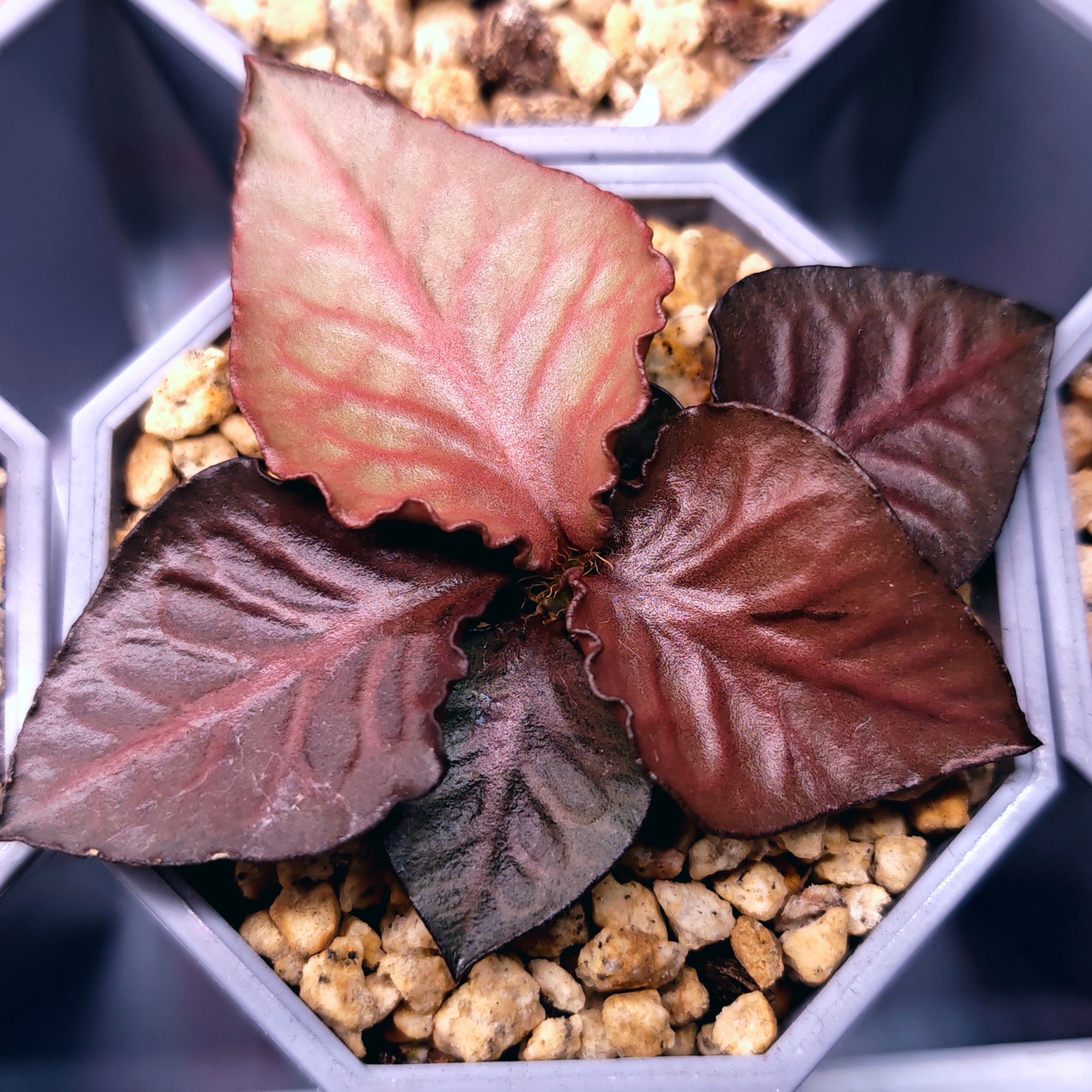 Euphorbia Francoisii Seedgrown Deep Red