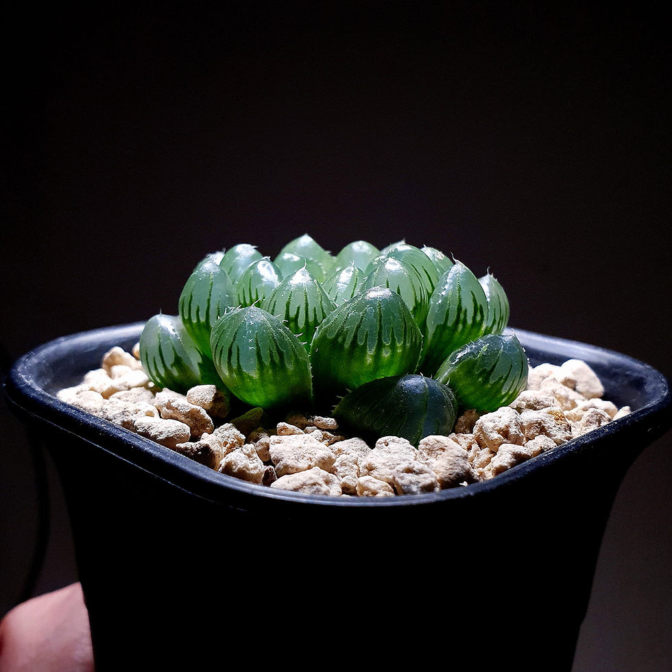 Thumbnail: Haworthia Cooperi Ice Glacier