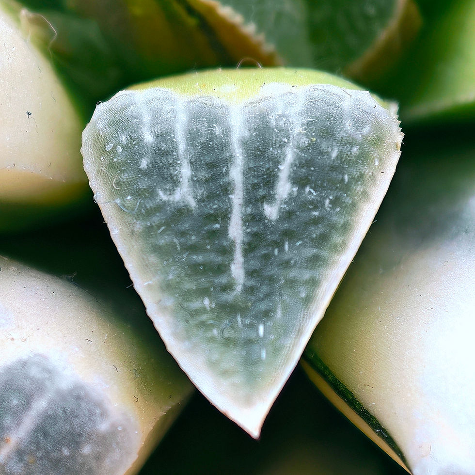 Thumbnail: Haworthia Pygmaea Seedgrown Reversed Variegated