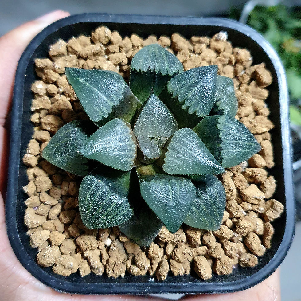 Thumbnail: Haworthia correcta seedgrown
