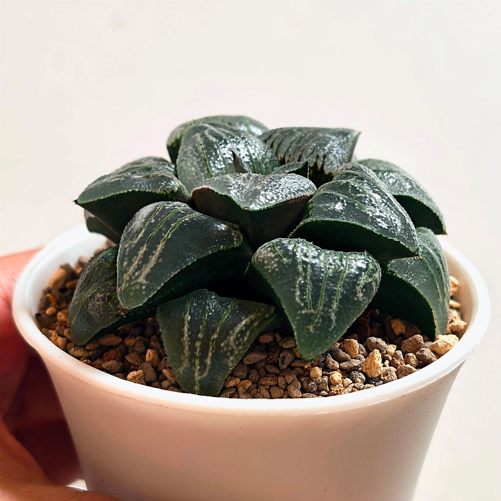 Thumbnail: Haworthia Correcta 'Cloudy Moon' Dome shape