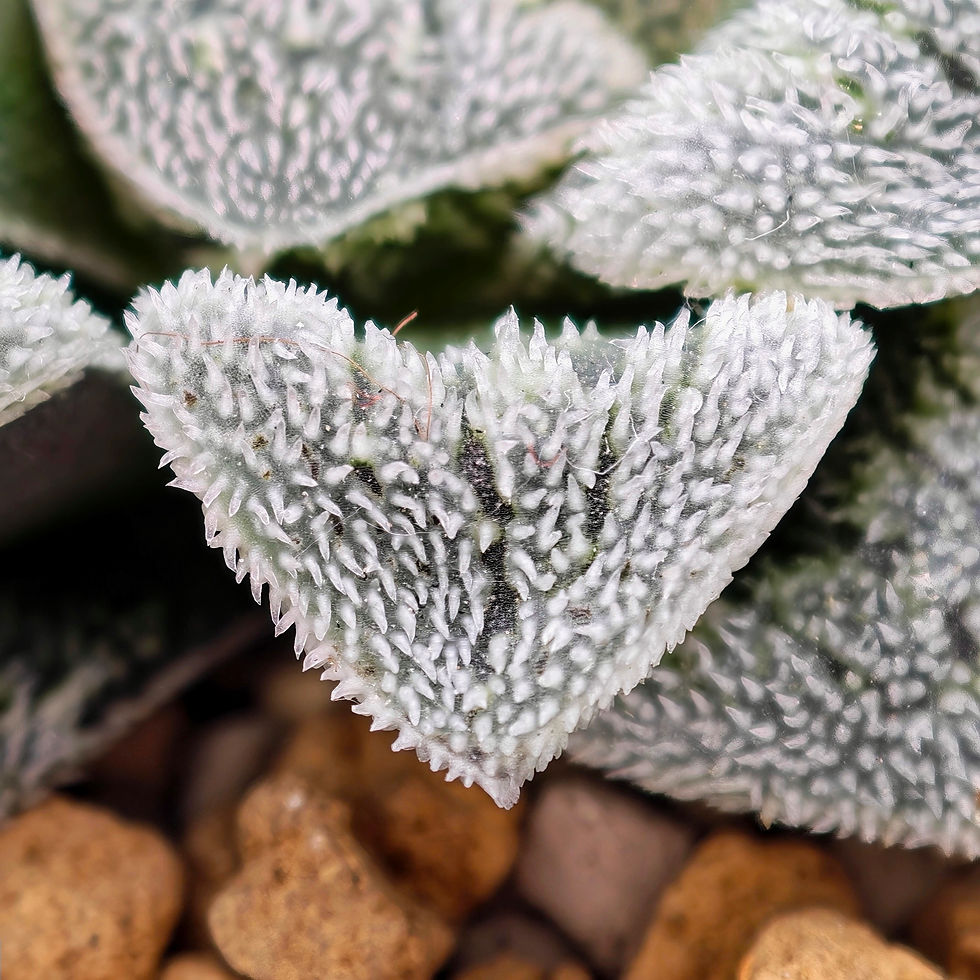 Thumbnail: Haworthia Pygmaea Hybrid Seedgrown