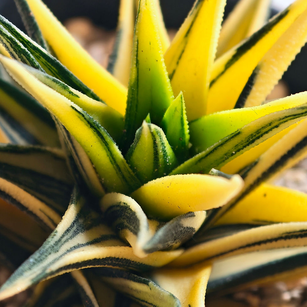 Thumbnail: Haworthia Viscosa 'Ivory Tower' Variegated