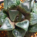 Thumbnail: Haworthia Badia Shuten Douji Large size