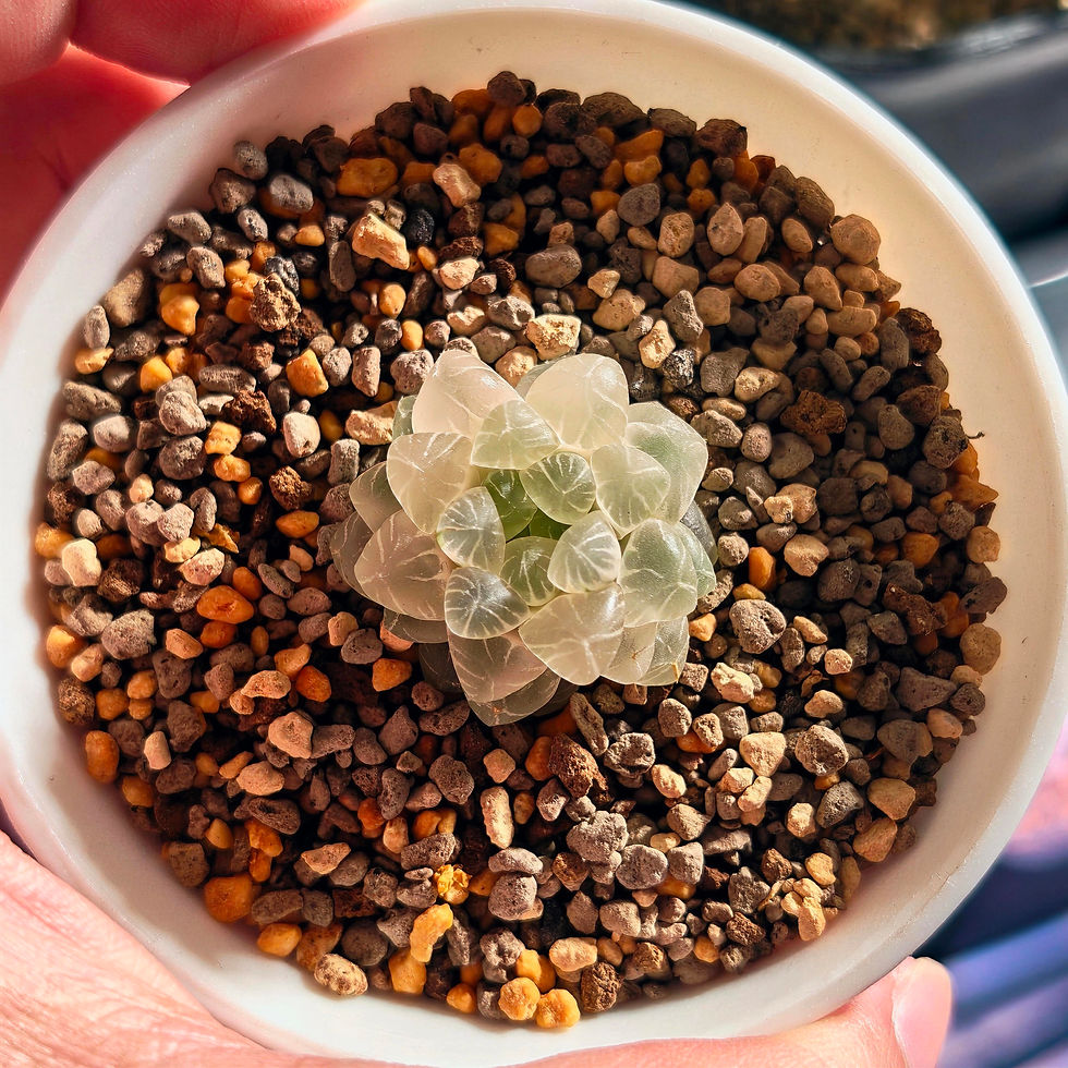 Thumbnail: Haworthia Cooperi Var Truncata RV (Mini leaves genetics)