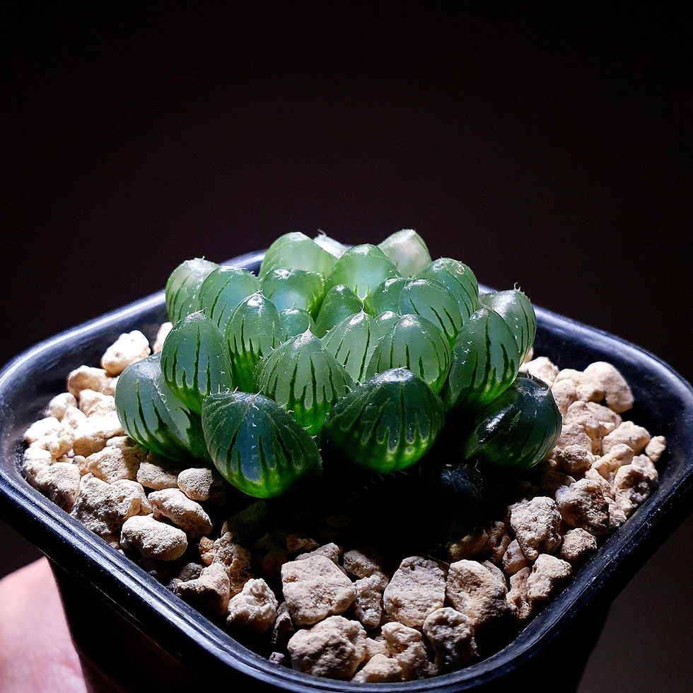 Thumbnail: Haworthia Cooperi Ice Glacier