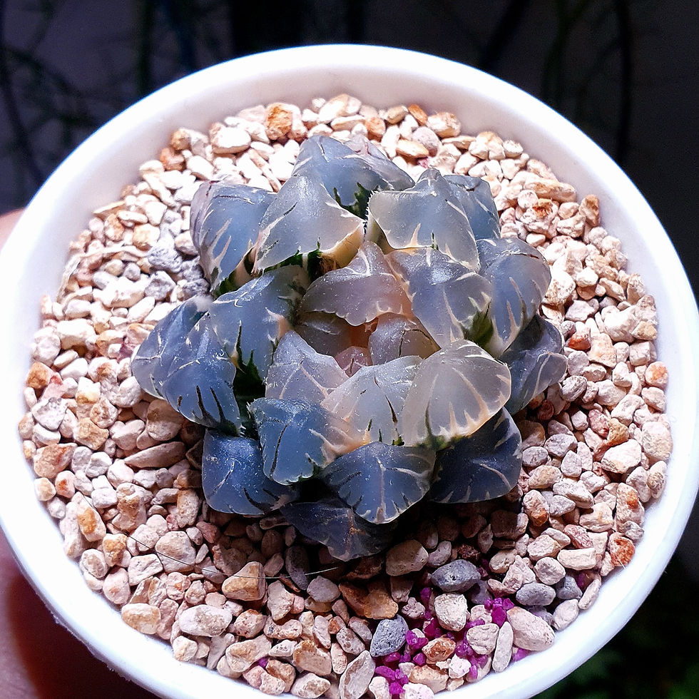Thumbnail: Haworthia Obtusa 'Mizu Tsuki' or 'Water Moon' Variegated (no.2)