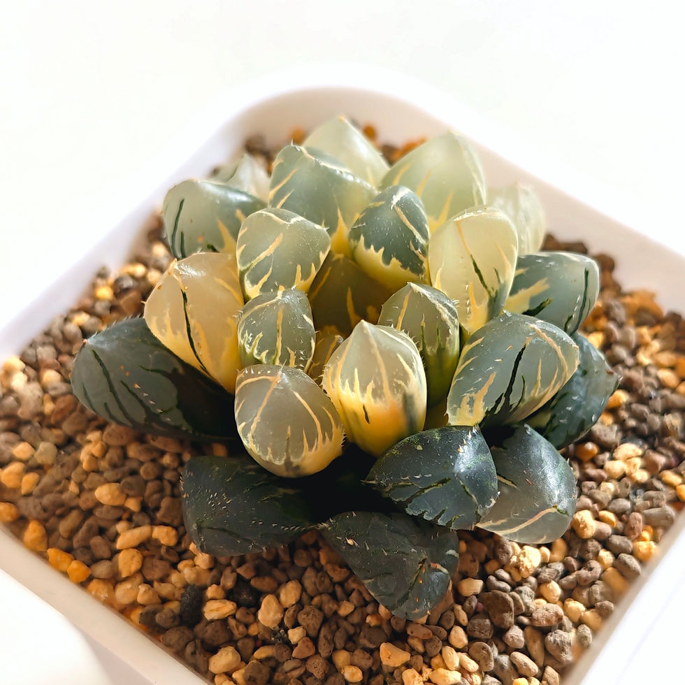 Thumbnail: Haworthia Obtusa 'OH' Reversed Variegated