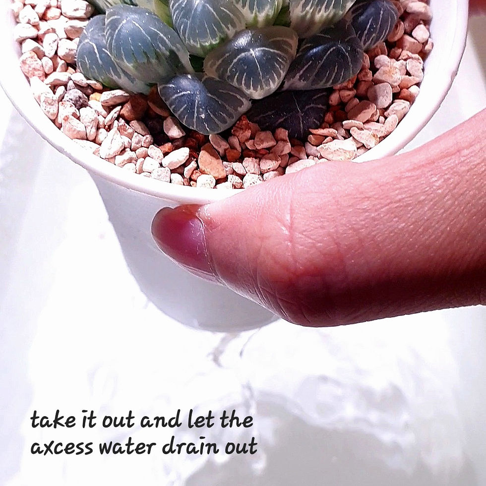 Take your pot up and let excess water drain out