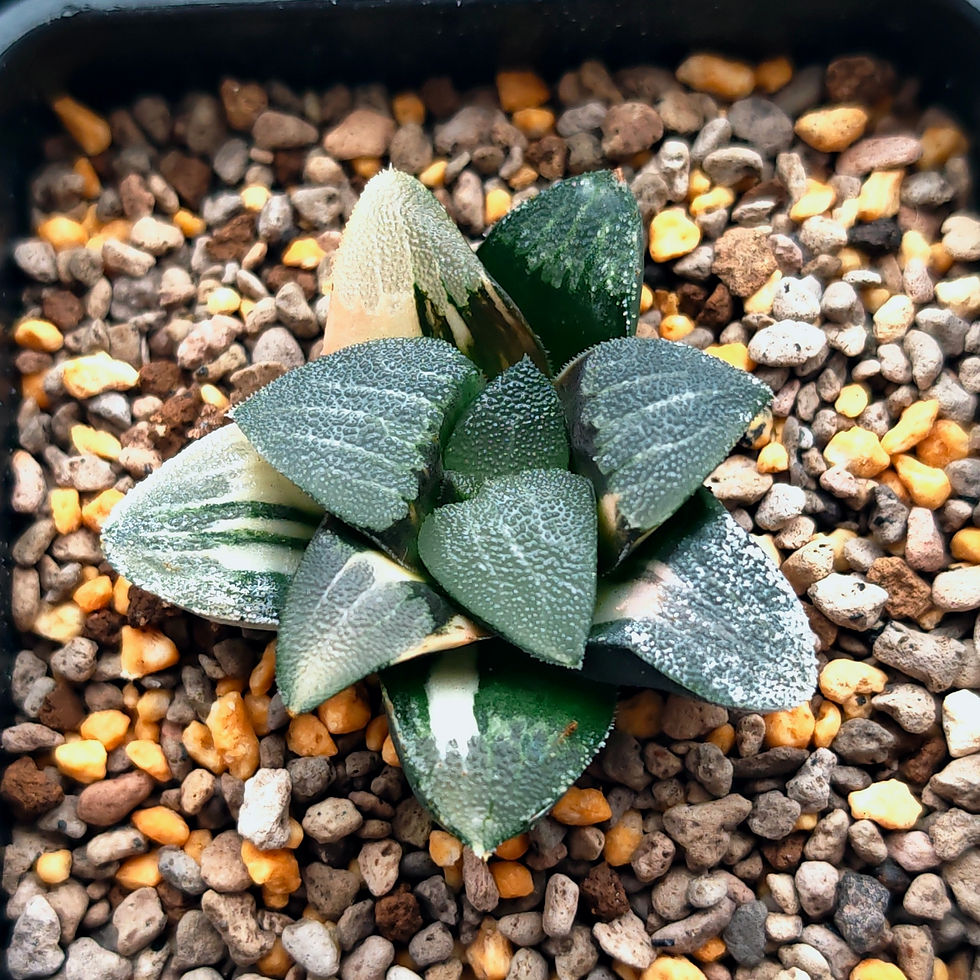 Thumbnail: Haworthia Correcta Hybrid 'Spring' Variegated (small size)