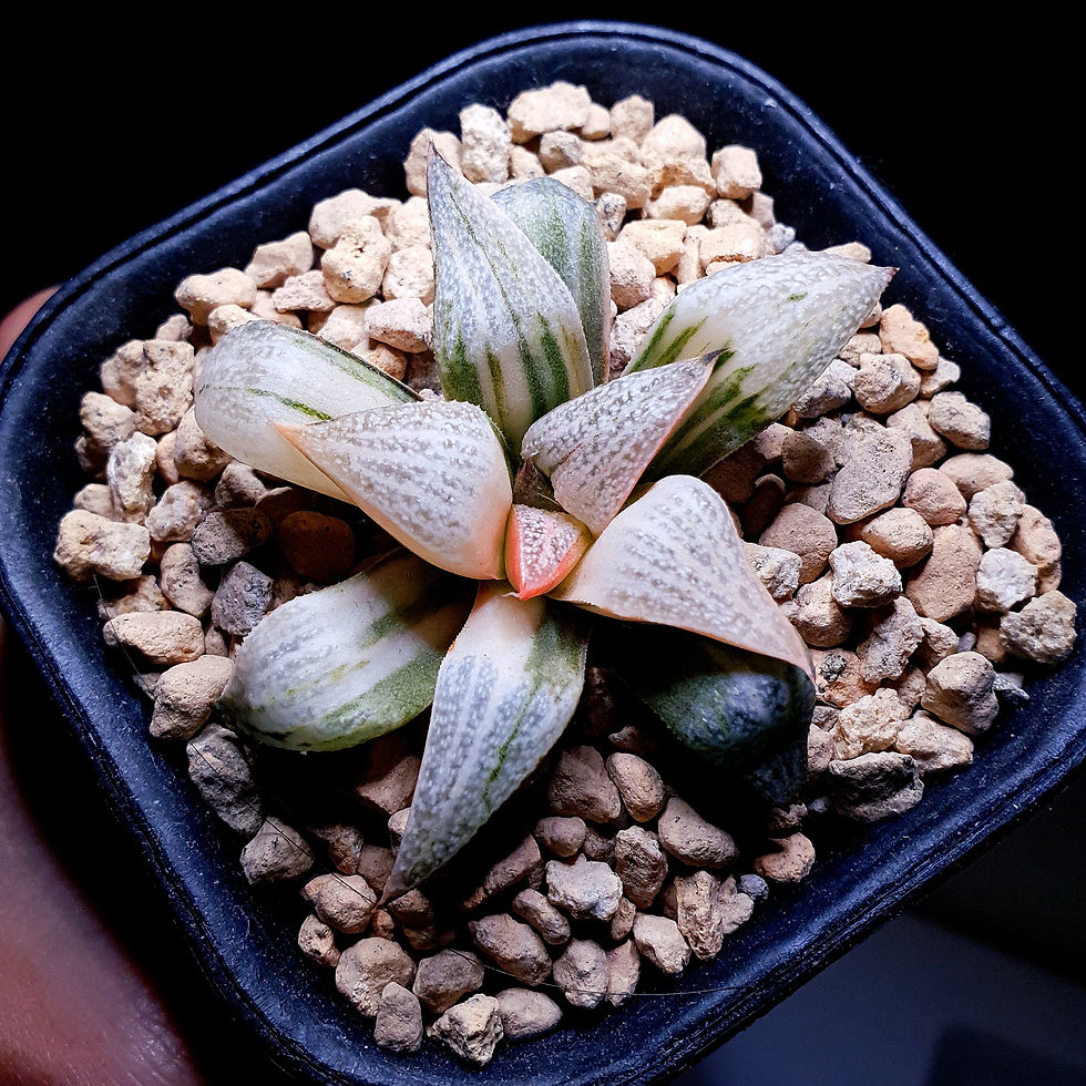 Thumbnail: Haworthia Splendens (GM452) Variegated