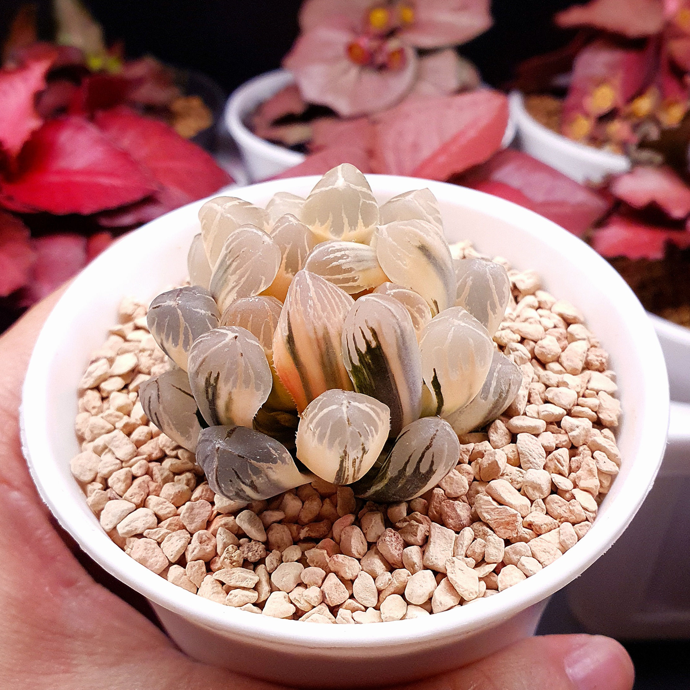 Haworthia Cooperi 'Red Sun' Reversed Variegated