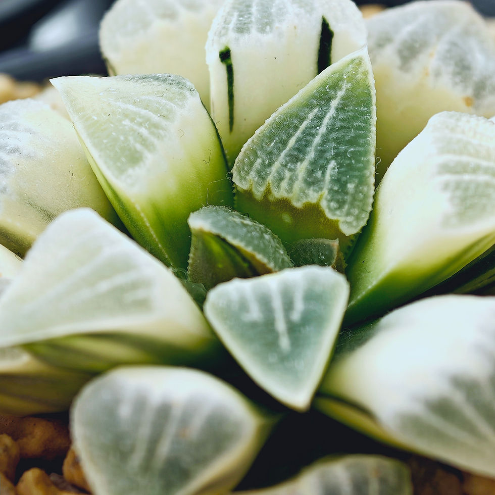 Thumbnail: Haworthia Pygmaea Seedgrown Reversed Variegated