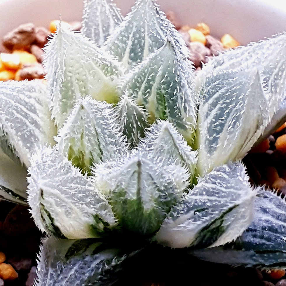 Thumbnail: Haworthia Cooperi 'Murasaki Emaki' Reversed Variegated