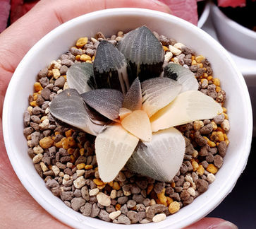 haworthia correcta cupid