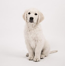 dog-2655472_1280.jpg