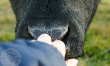cow nose.png