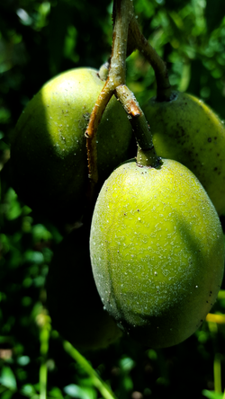 "Young Pommecythere"