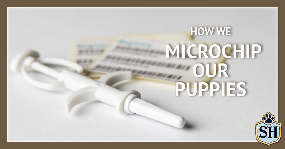 How We Microchip Our Puppies
