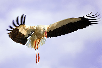 les cigogne d'Alsace