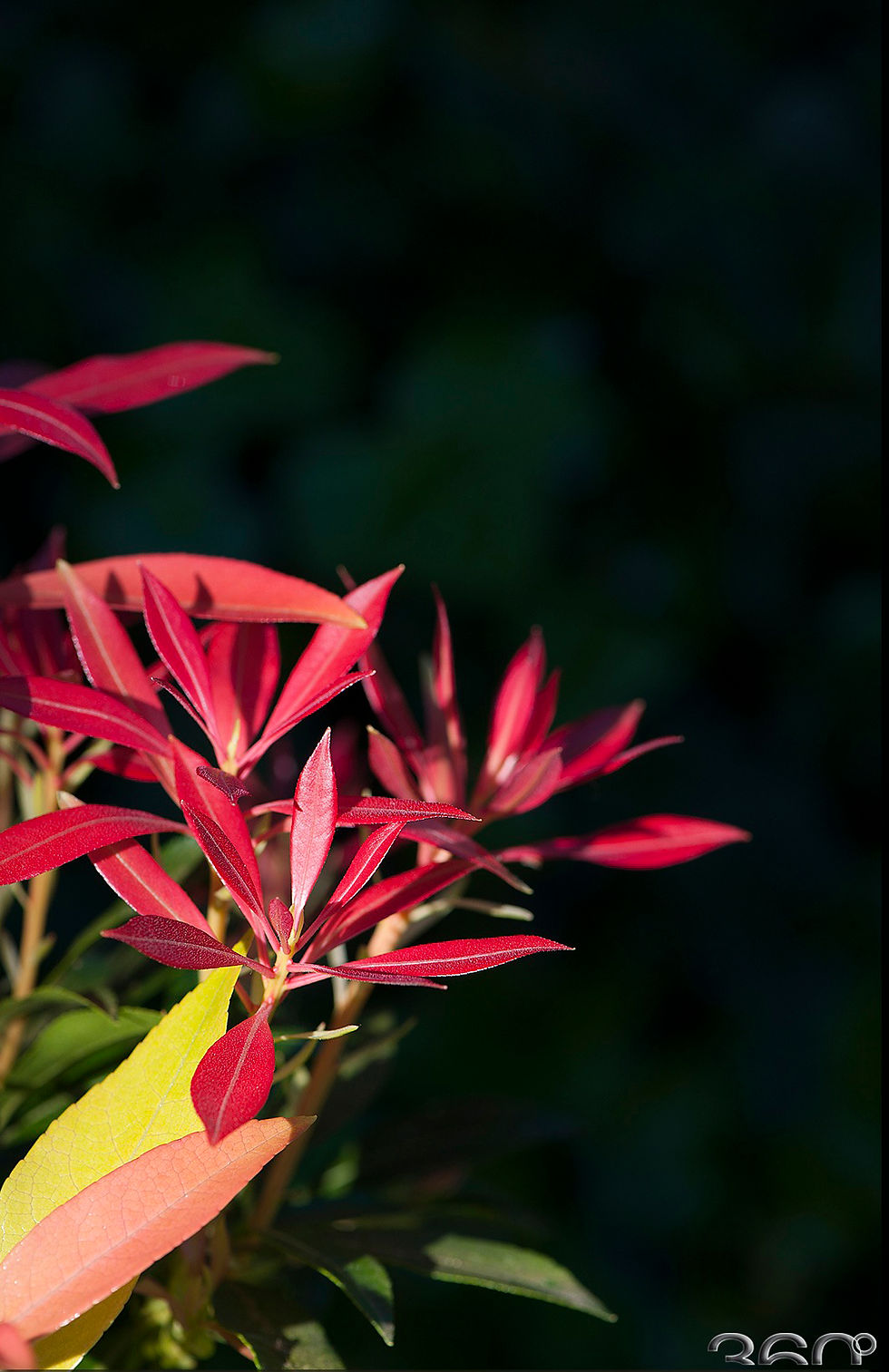 Fleur